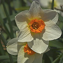 Organge  by Louis Dallara