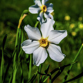 Orginal Daffodils flowers by Louis Dallara