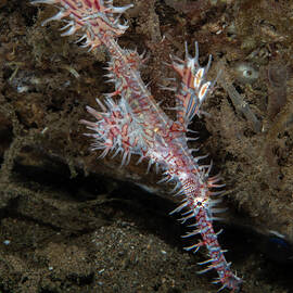 Ornate Ghost Pipefish by Brian Weber