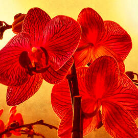 Orquideas in Red by Onedayoneimage Photography
