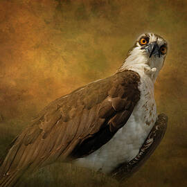 Osprey 19A by Sally Fuller