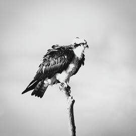 Osprey 39A by Sally Fuller