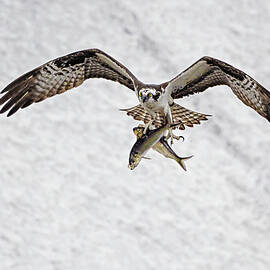 Osprey BOGO by Susan Candelario