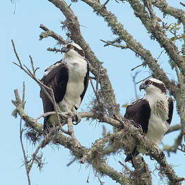 Osprey Couple by Gina Fitzhugh