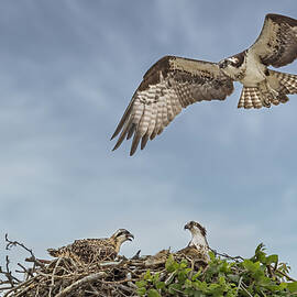 Osprey Family by Susan Candelario