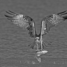 Osprey Morning Catch BW by Susan Candelario