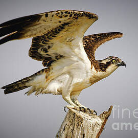 Osprey Takeoff over Chobe River by Natural Focal Point Photography
