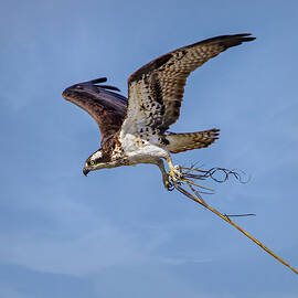 Osprey With Nesting Material by Susan Candelario