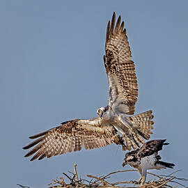 Ospreys At Nest  by Susan Candelario