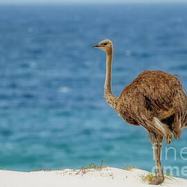 Ostrich On the Beach by Natural Focal Point Photography