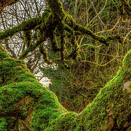 Our Apple Tree Edmonds Washington by Tommy Farnsworth