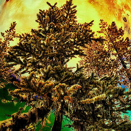 Out of this world in the woods by Bruce Block