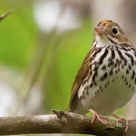 Ovenbird Portrait by Cascade Colors