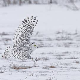 Overwatch by James Overesch