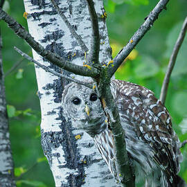 Owl Camouflaged Among Birch Trees by Natural Focal Point Photography