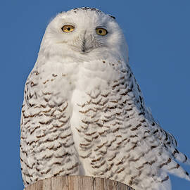 Owl Eyes by James Overesch