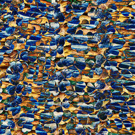 Oxalis with fishing net texture by Bruce Block