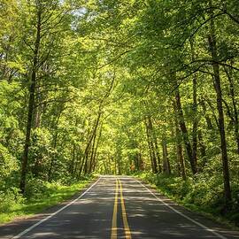 Ozark Highway  In Ozark National Forest by Rebecca Herranen