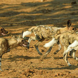 Pack of African Wild Dogs Running by Natural Focal Point Photography