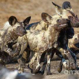 Pack of Wild African Dogs by Natural Focal Point Photography