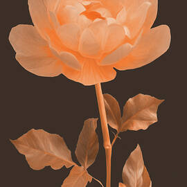 Painted abstract Rose by Sue Leonard