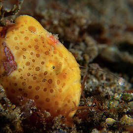 Painted Frogfish on the hunt by Brian Weber