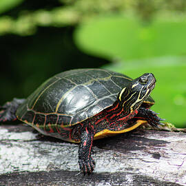 Painted turtle in the sunshine by Brian Weber