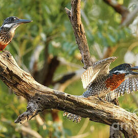 Pair of Giant Kingfishers on Branch by Natural Focal Point Photography