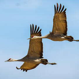 Pair of Sandhills by Jon Snyder