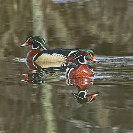 Pair Of Wood Duck Drakes by Dale Kauzlaric