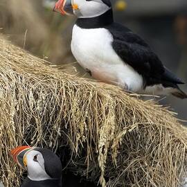 Paired puffins by Christopher Mathews