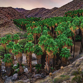Palm Canyon Sunset, California by Abbie Matthews