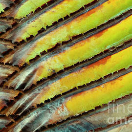 Palm Pattern by Sandra Bronstein