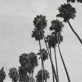 Palm Shadows by Cassia Beck