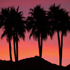 Amigos - Palm Tree Silhouettes - Sunset - Palm Desert - Coachella - CA. by Bonnie Colgan