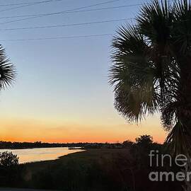 Palm Tree Sunset by Catherine Wilson