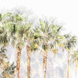 Palm Trees Palm Springs California 0296-101HS by Neptune Images