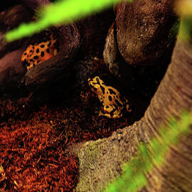 Panamanian golden frog 03 by Flees Photos