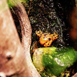 Panamanian golden frog 04 by Flees Photos