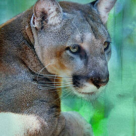 Panther Mickey LP 1B by Sally Fuller