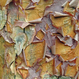 Paperbark Maple Tree by Jessica Jenney