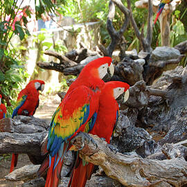 Parrots at Xcaret by William Scott Koenig