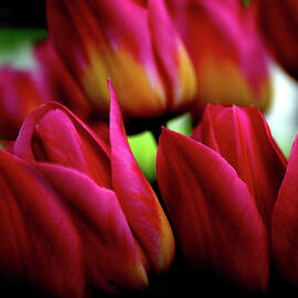 Passion Petal  by Jessica Jenney