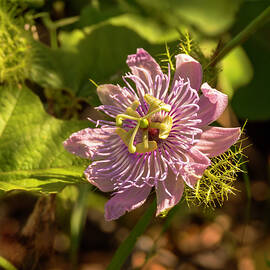 Passionflower in the Sunlight by Debra Martz