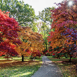 Path through Autumn trees by Shirley Mitchell