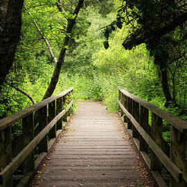 Path to Tranquility  by Abigail Diane Photography