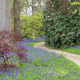  Pathway Through the Bluebells by Shirley Mitchell