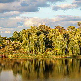Peaceful Lake with Willow Trees by Elvira Peretsman