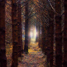 Autumnal Woodland Path, Misty Morning in Scottish Forest by Kype Hills
