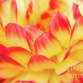 Peachy Punch Flower by Abigail Diane Photography